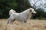 GOLDEN RETRIEVER 738